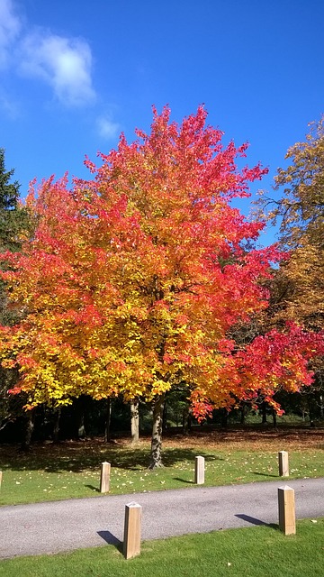 秋天 树叶 艾塞克斯 - 上的免费照片