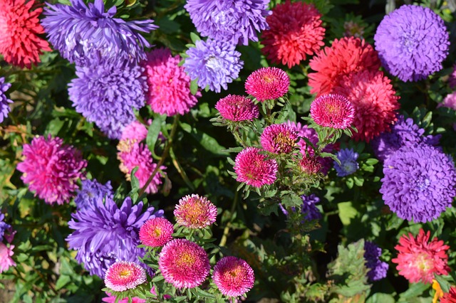 紫苑 花朵 翠菊 - 上的免费照片