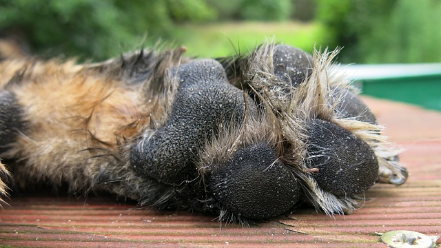 狗爪 德国牧羊犬 阿尔萨斯语 - 上的免费照片