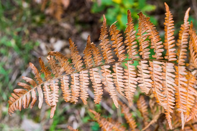 蕨类 森林 植物 - 上的免费照片