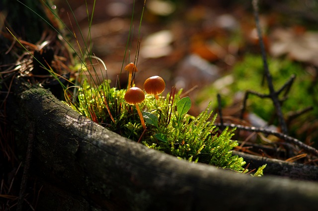 秋天 森林 蘑菇 - 上的免费照片