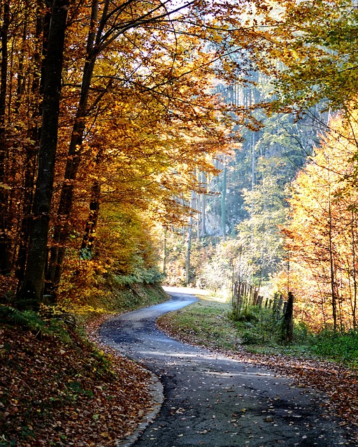 落下 小路 森林 - 上的免费照片