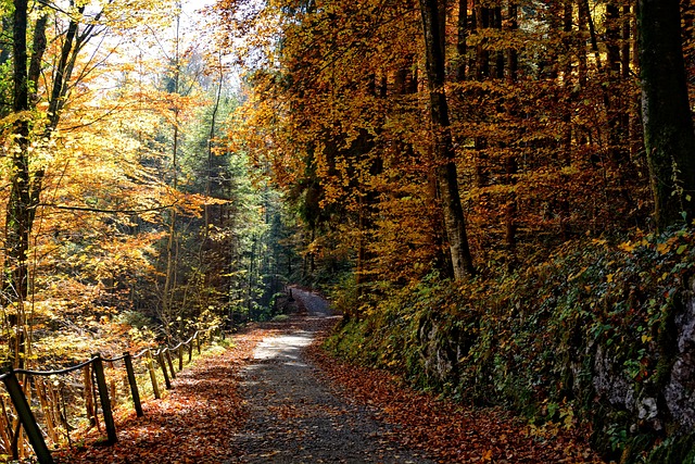 落下 小路 森林 - 上的免费照片