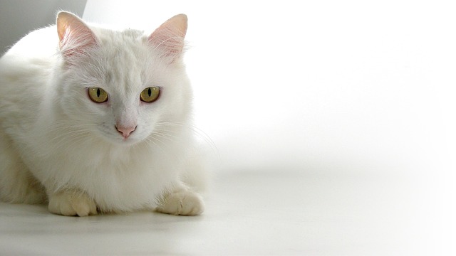 猫 波斯语 动物 - 上的免费照片