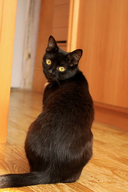 猫 黑猫 黄眼猫 - 上的免费照片