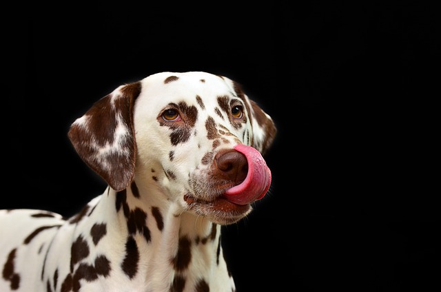 达尔马提亚 狗 舔 - 上的免费照片