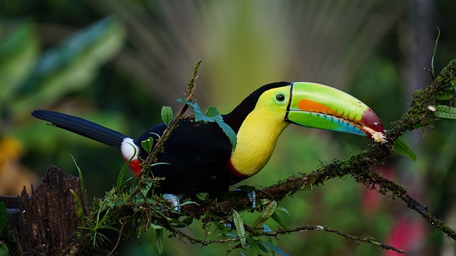 龙骨巨嘴鸟 哥斯达黎加 鸟 - 上的免费照片
