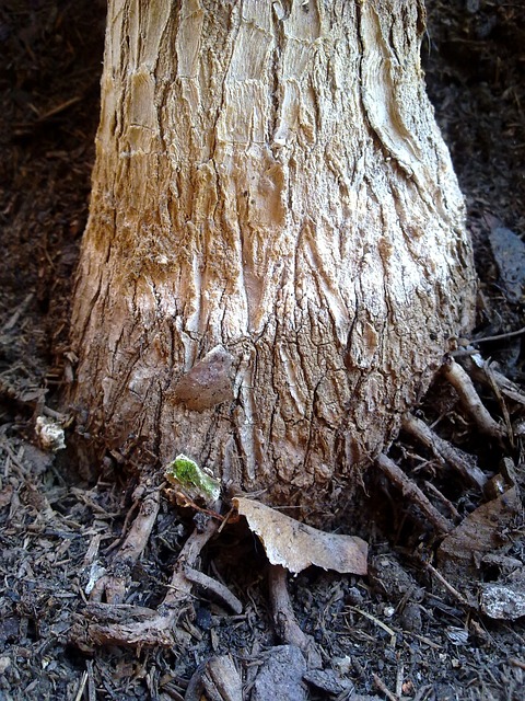 棕榈树 木头 部落 - 上的免费照片
