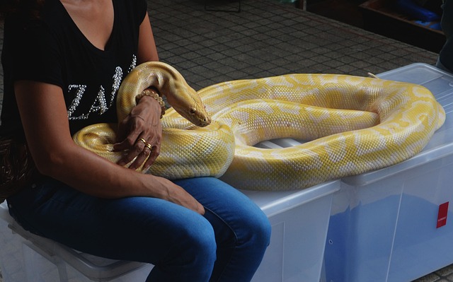 蛇 Python 蟒蛇 - 上的免费照片