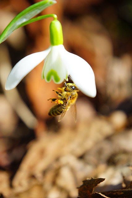 蜜蜂 授粉 蜜糖 - 上的免费照片