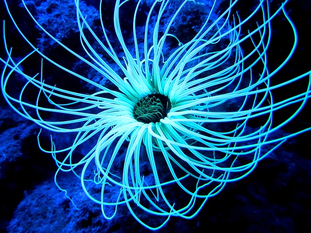 管海葵 Cerianthus-Membranaceus 地中海的 - 上的免费照片