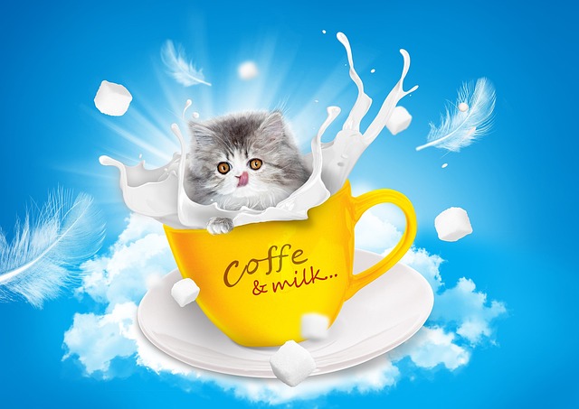 猫 牛奶 茶碗 - 上的免费照片