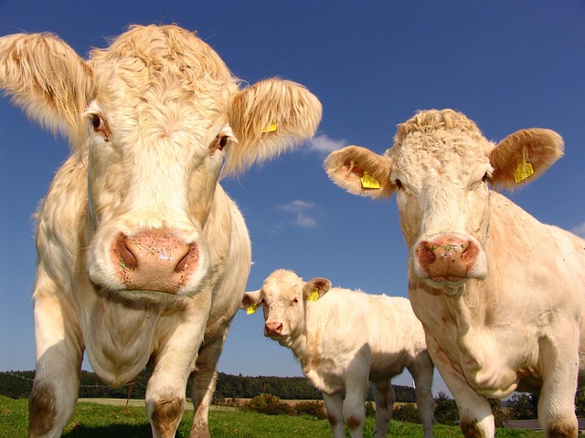 奶牛 好奇的 牛 - 上的免费照片