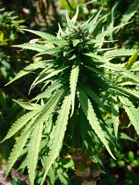 大麻 药物 东西 - 上的免费照片