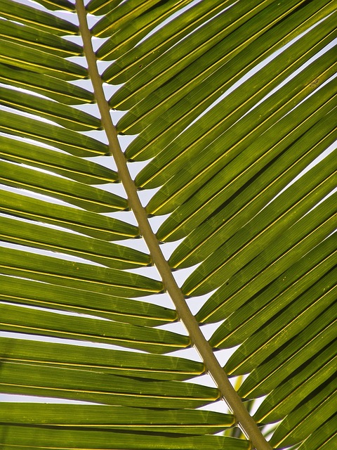 棕榈 叶 叶子 - 上的免费照片