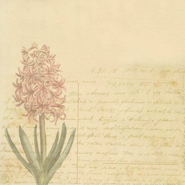 优质的 绣球花 老的 - 上的免费图片