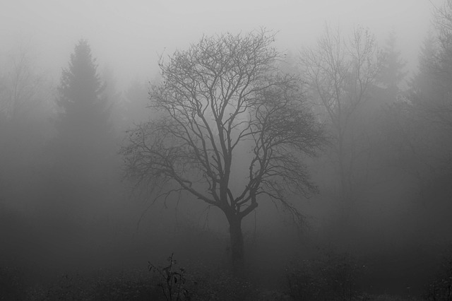 树 多雾路段 泊 - 上的免费照片