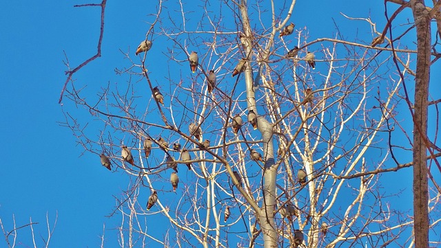 树 鸟 春天 - 上的免费照片