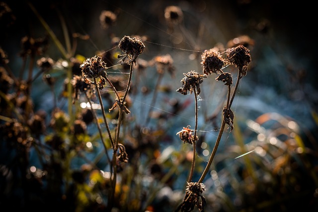 秋天 树叶 山 - 上的免费照片