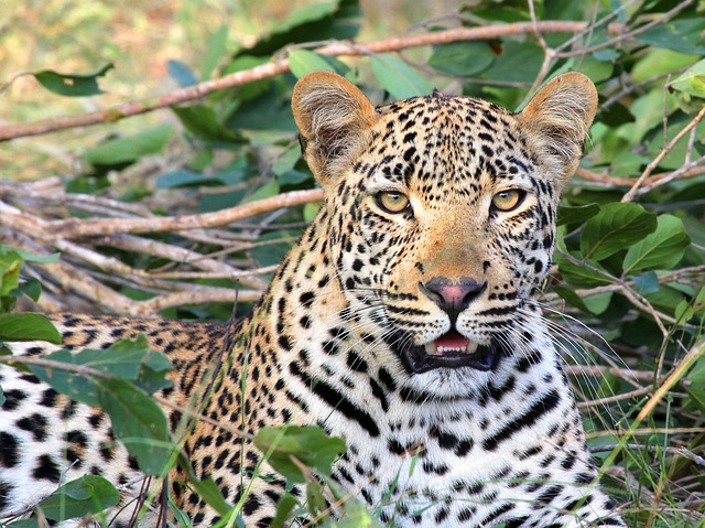 豹 动物 苹果浏览器 - 上的免费照片