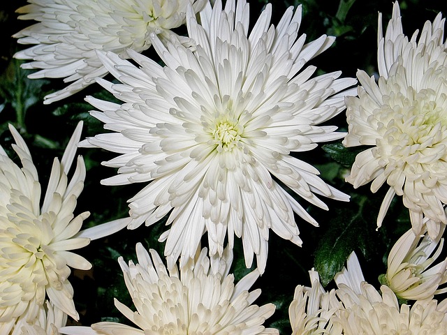 菊花 Asters 花 - 上的免费照片