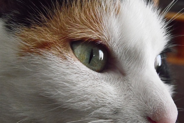 Katze 猫 眼睛 - 上的免费照片