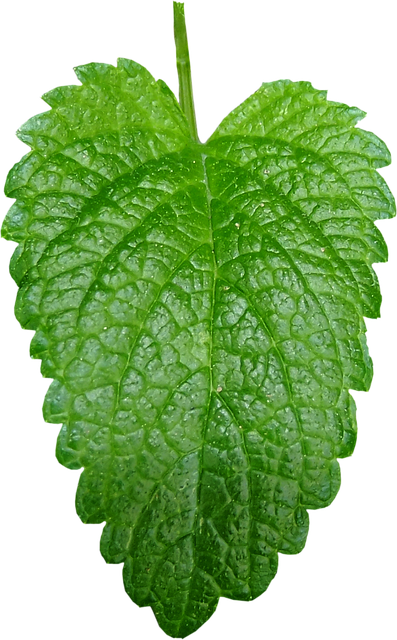 甘露 香蜂草 一封信 - 上的免费照片