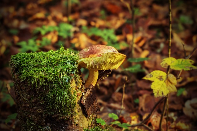 树桩 蘑菇 苔藓 - 上的免费照片