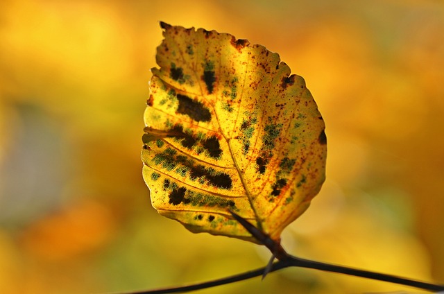 落下 秋叶 树叶 - 上的免费照片