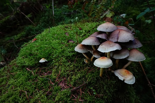 蘑菇 一团蘑菇 硫磺头 - 上的免费照片