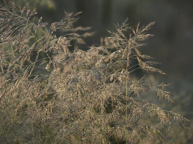 草 拂 自然 - 上的免费照片
