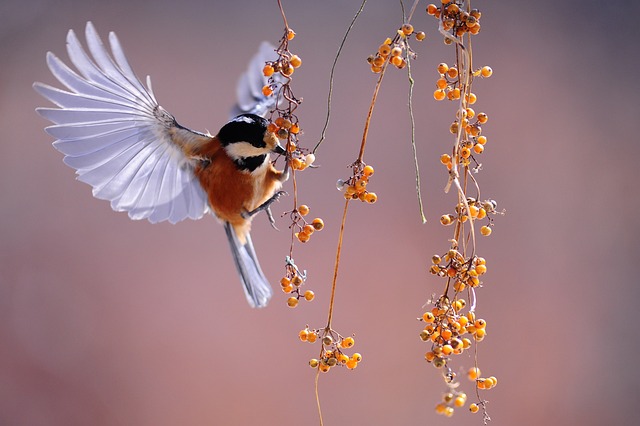 鸟 飘飘 浆果 - 上的免费照片