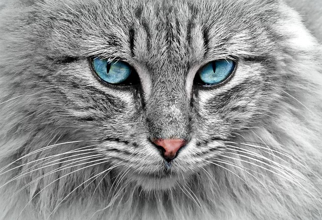 猫 动物 猫画像 - 上的免费照片