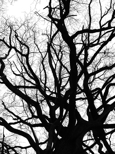 树梢 冬天 寒冷的 - 上的免费照片