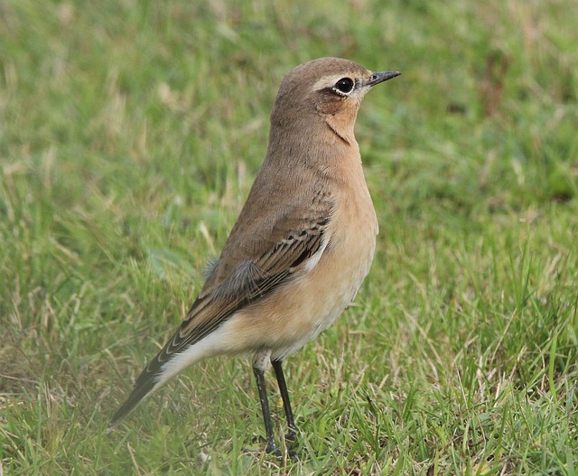 麦穗 茴香 栖息的鸟 - 上的免费照片