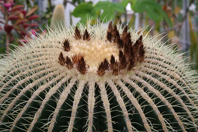 仙人掌 植物 金桶 - 上的免费照片