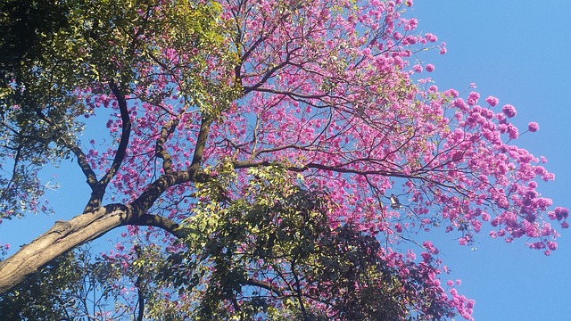 粉红色的 Ipe 花朵 春天 - 上的免费照片