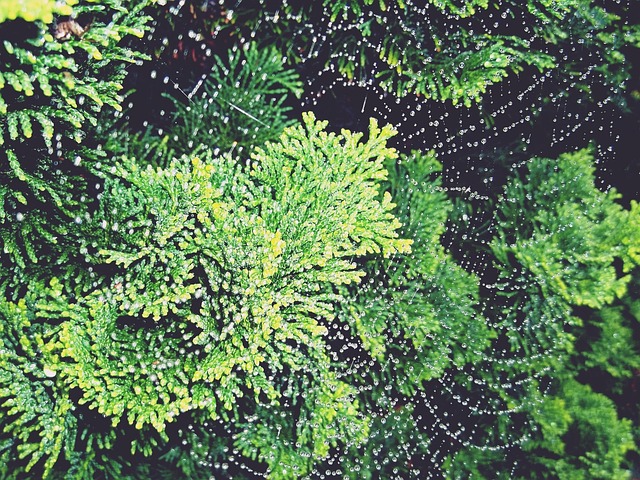 丝柏 桧木 柏树 - 上的免费照片