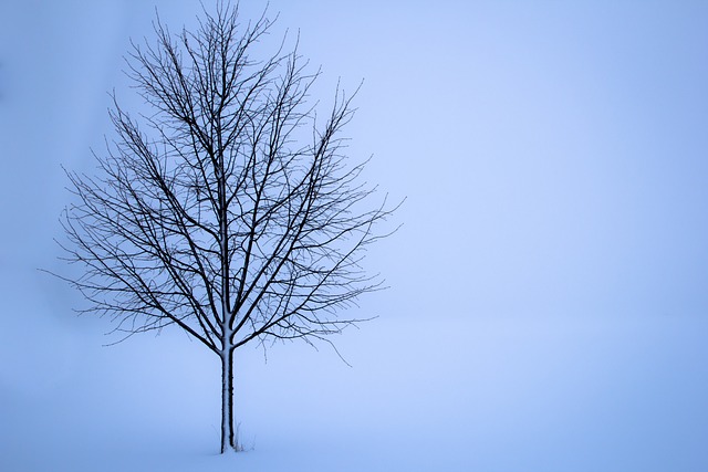 树 雪 冬天 - 上的免费照片