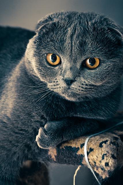 苏格兰折耳猫 猫 宠物 - 上的免费照片