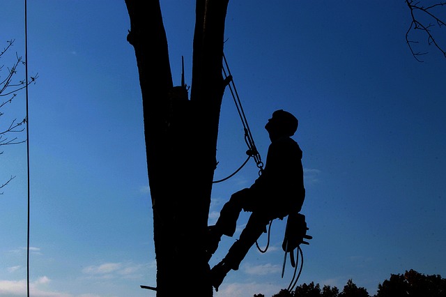 树木服务 努力工作 伐木工人 - 上的免费照片