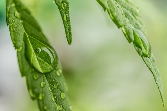 大麻 水稻 甘贾 - 上的免费照片