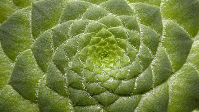 植物 植物学 自然 Aeonium - 上的免费照片