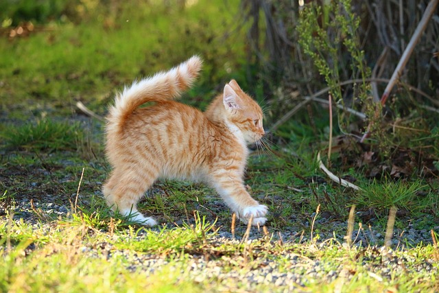 猫 小猫 猫宝宝 - 上的免费照片