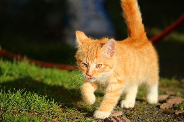 猫 小猫 猫宝宝 - 上的免费照片