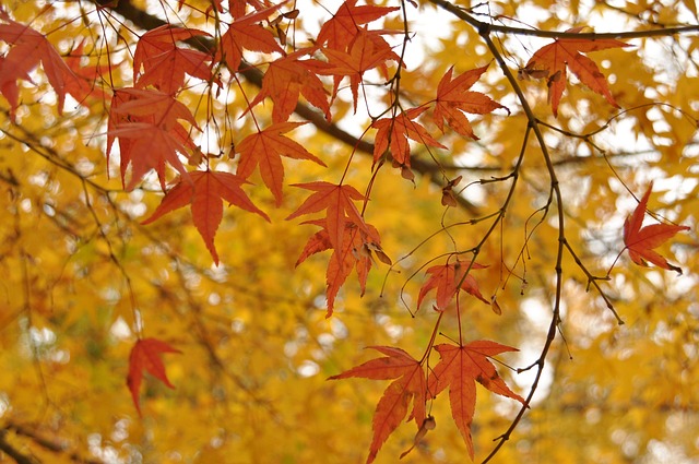 風景图 楓葉 秋天 - 上的免费照片