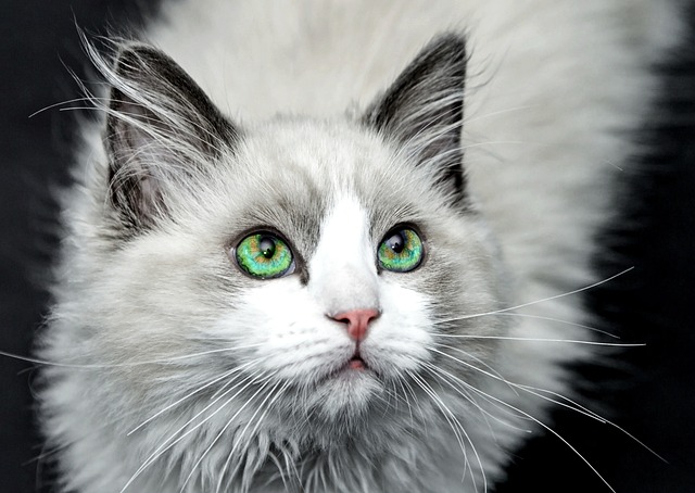 猫 动物 猫肖像 - 上的免费照片