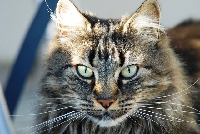 猫 脸 Katzenkopf - 上的免费照片