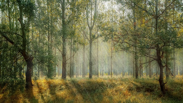森林 树木 太阳光线 - 上的免费照片