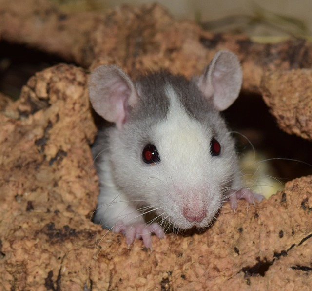 大鼠 啮齿动物 毛皮 - 上的免费照片